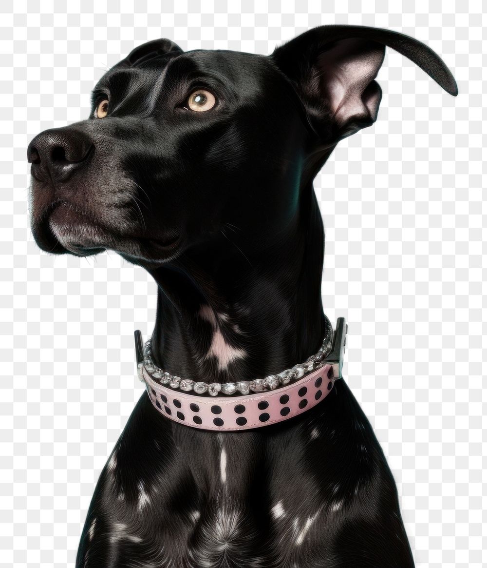 PNG  Dog animal mammal collar.