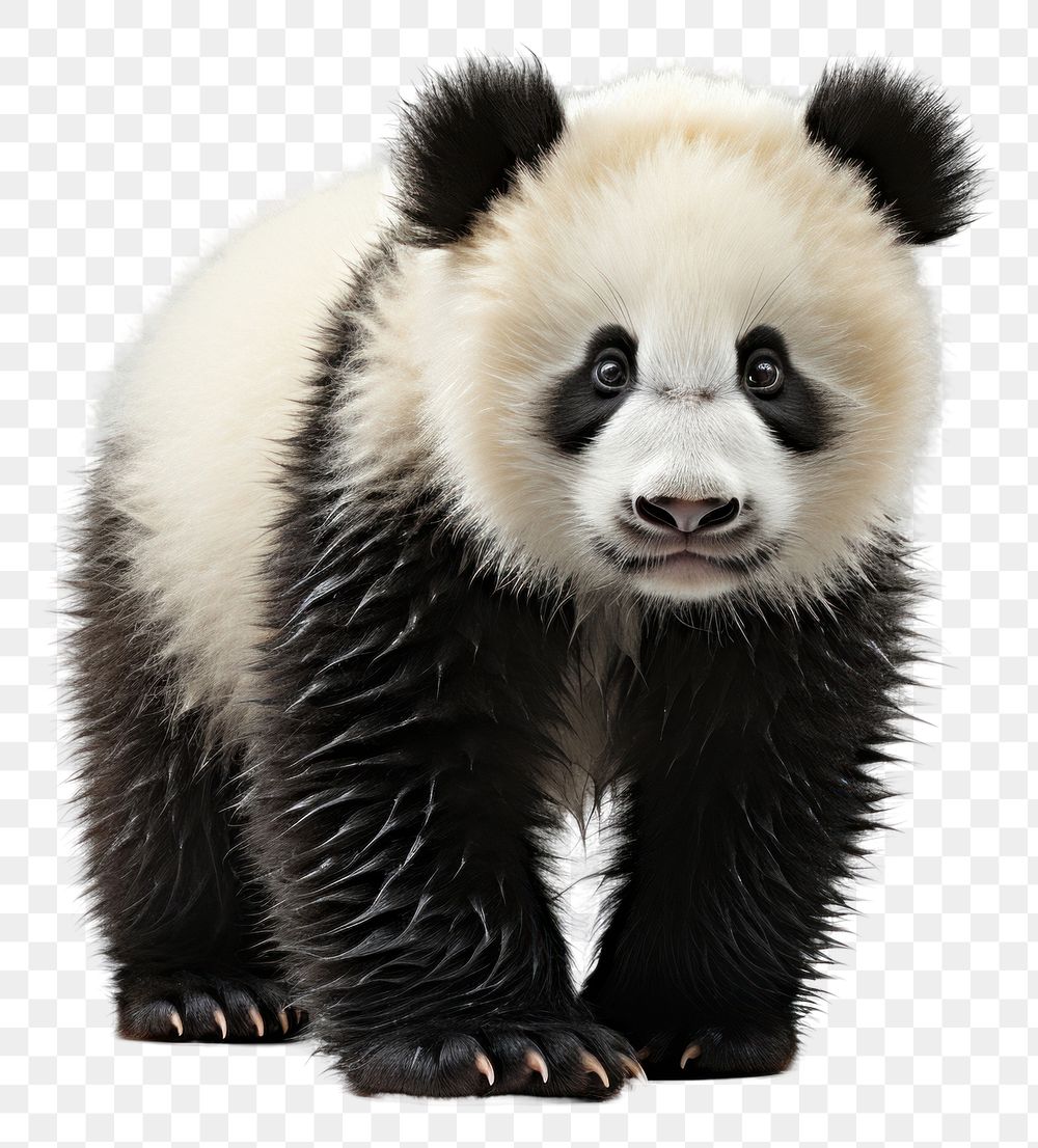 PNG Panda wildlife mammal animal. AI generated Image by rawpixel.
