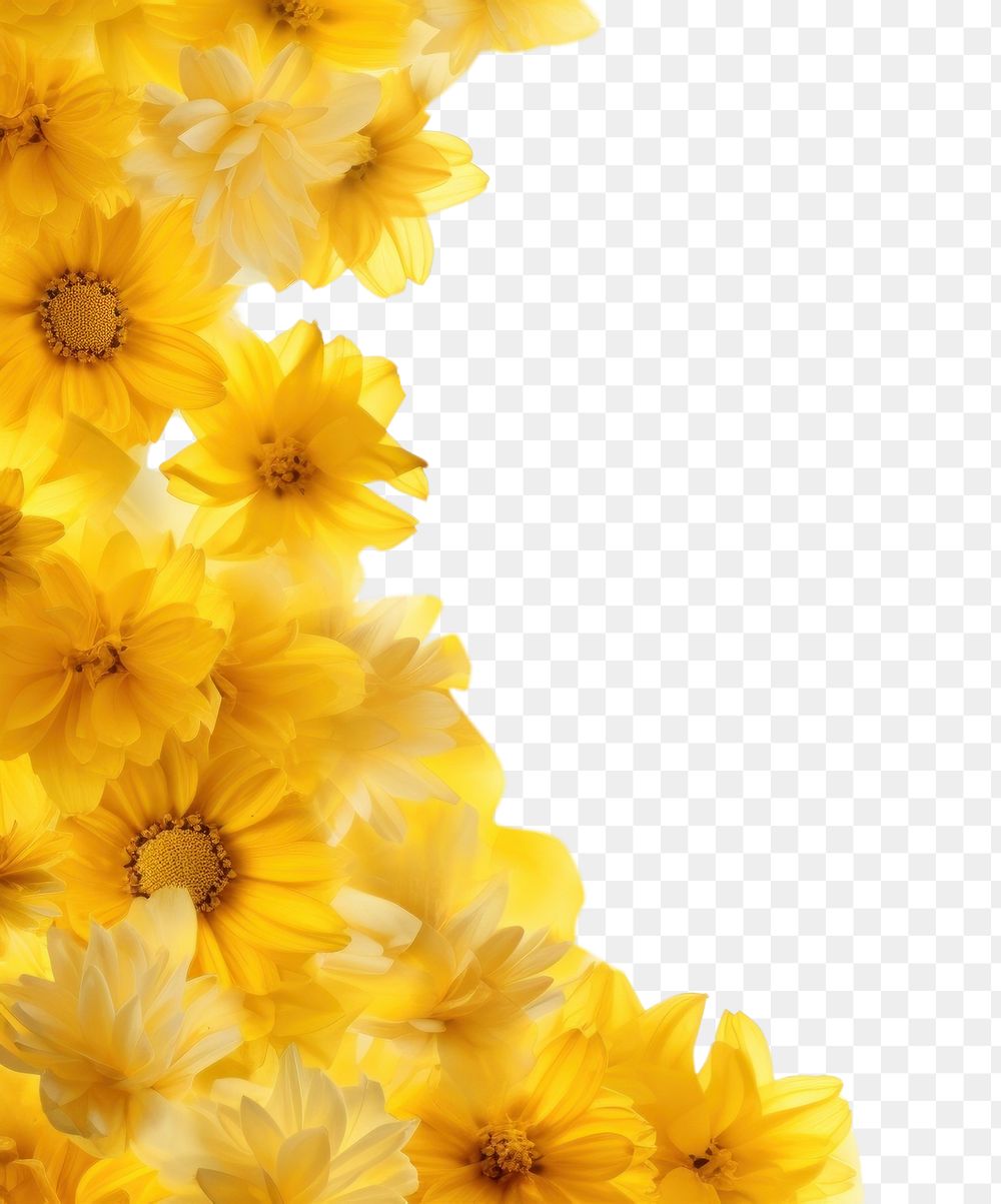PNG Background of Yellow flower border backgrounds nature yellow.