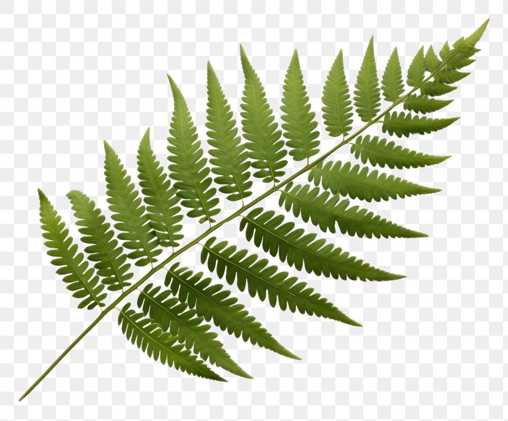 PNG  Japanese Painted Fern leaf fern plant white background.