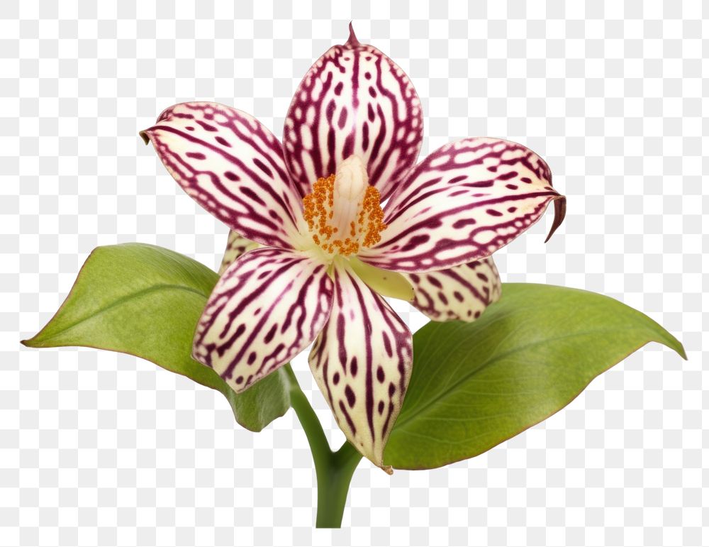 PNG  Japanese Toad Lily lily flower petal.