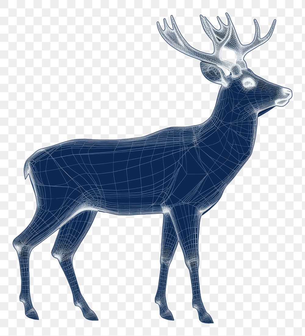PNG  Deer diagram wildlife animal.
