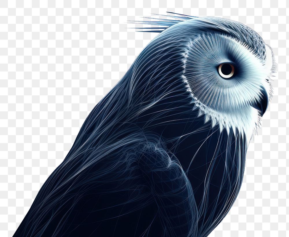 PNG  Owl animal bird blue.