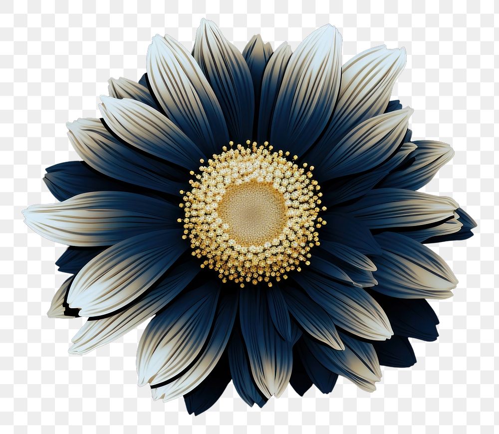 PNG  Sunflower sunflower petal daisy.