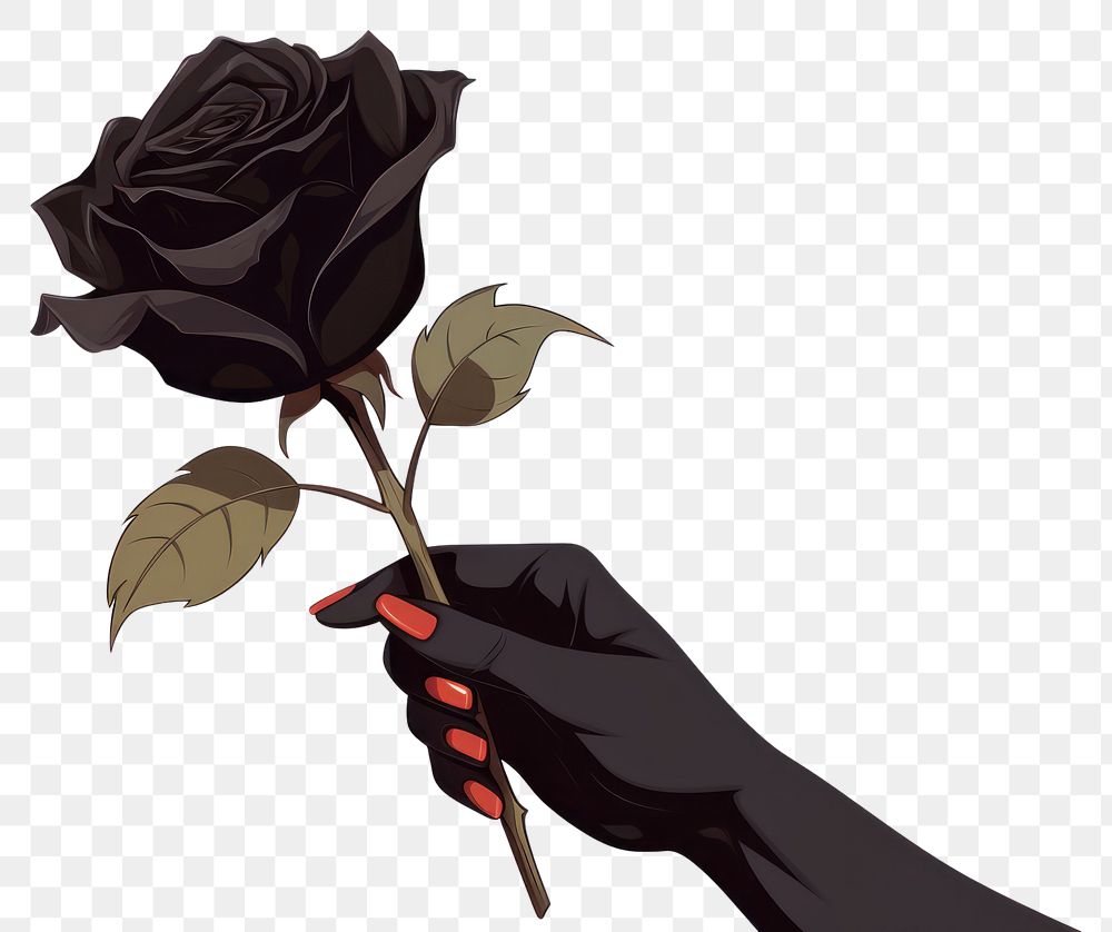 PNG Human hand holding black Rose rose cartoon flower.