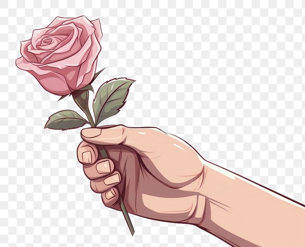 PNG Human hand holding Rose rose cartoon drawing.