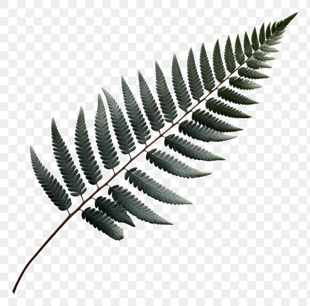 PNG  Japanese painted fern leaf plant white background nature.