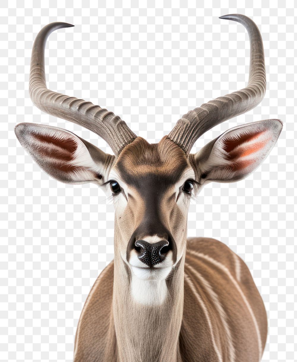 PNG Kudu wildlife animal mammal.