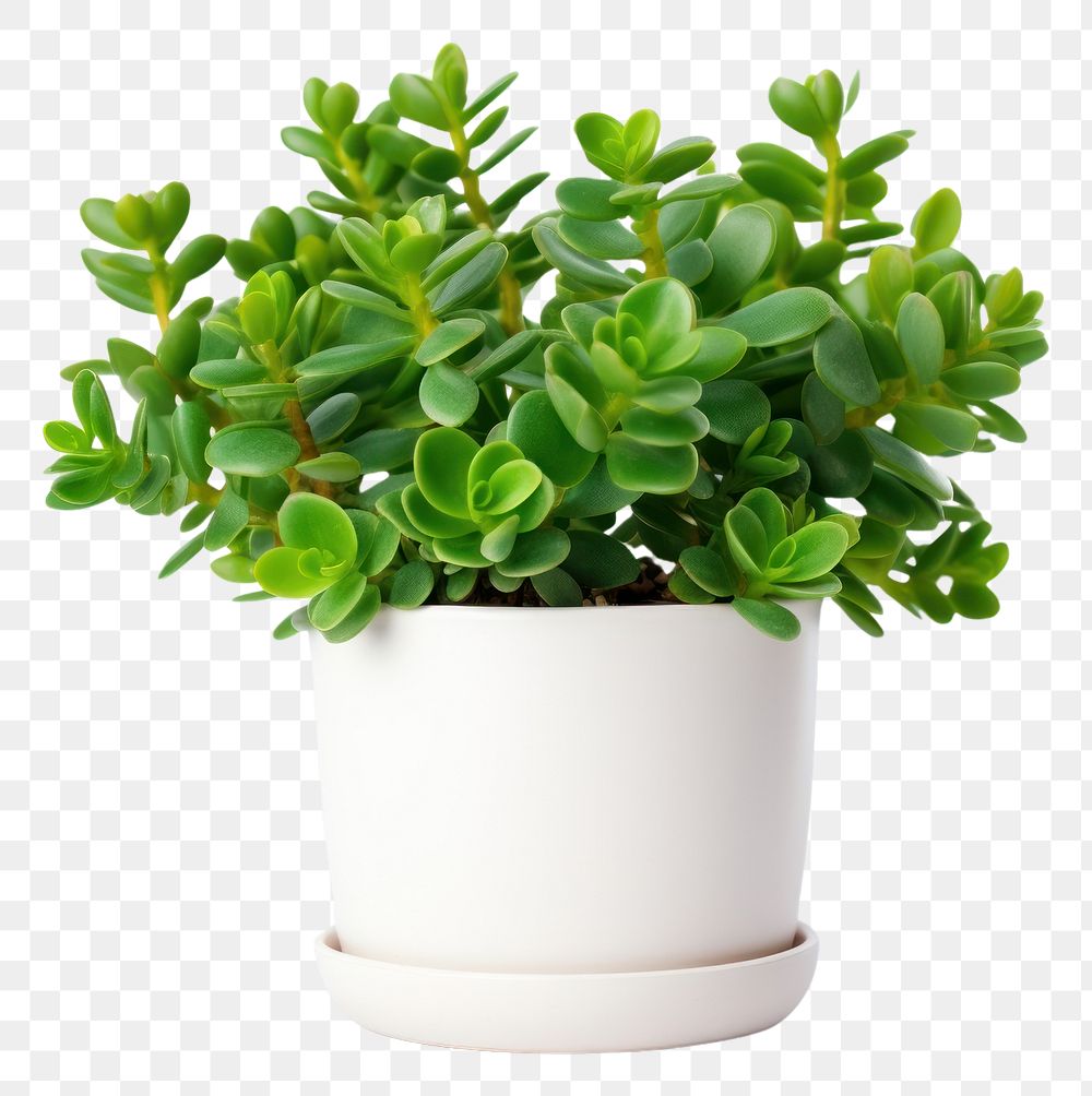 PNG Lush jade plant leaf white background houseplant.