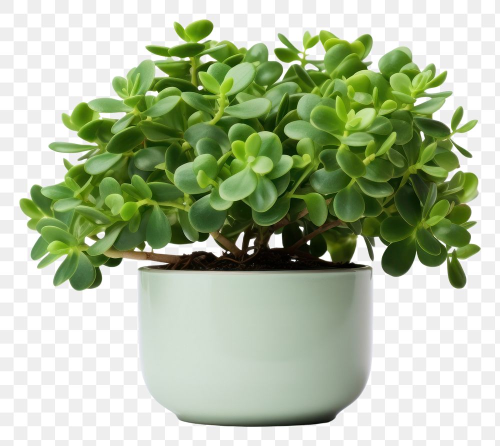 PNG Lush jade plant leaf white background houseplant.