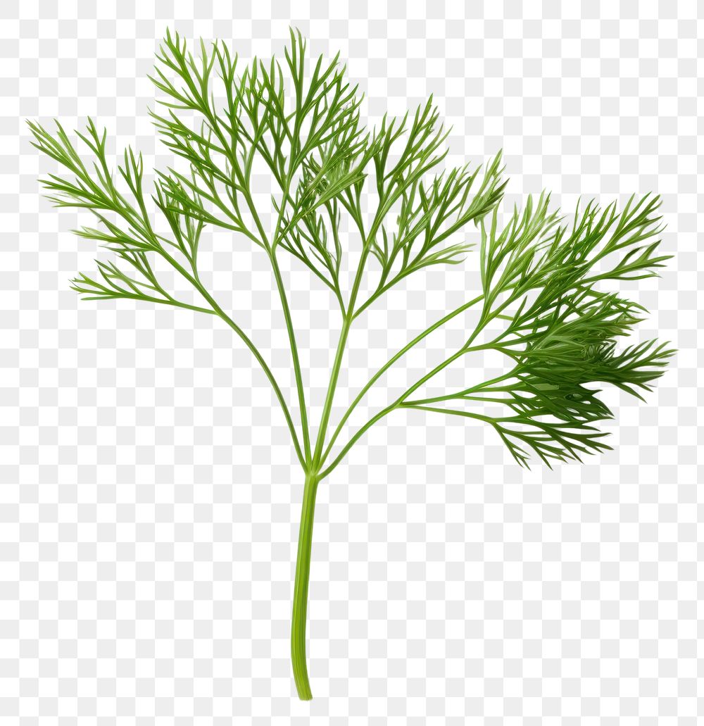 PNG  Dill plant food white background.