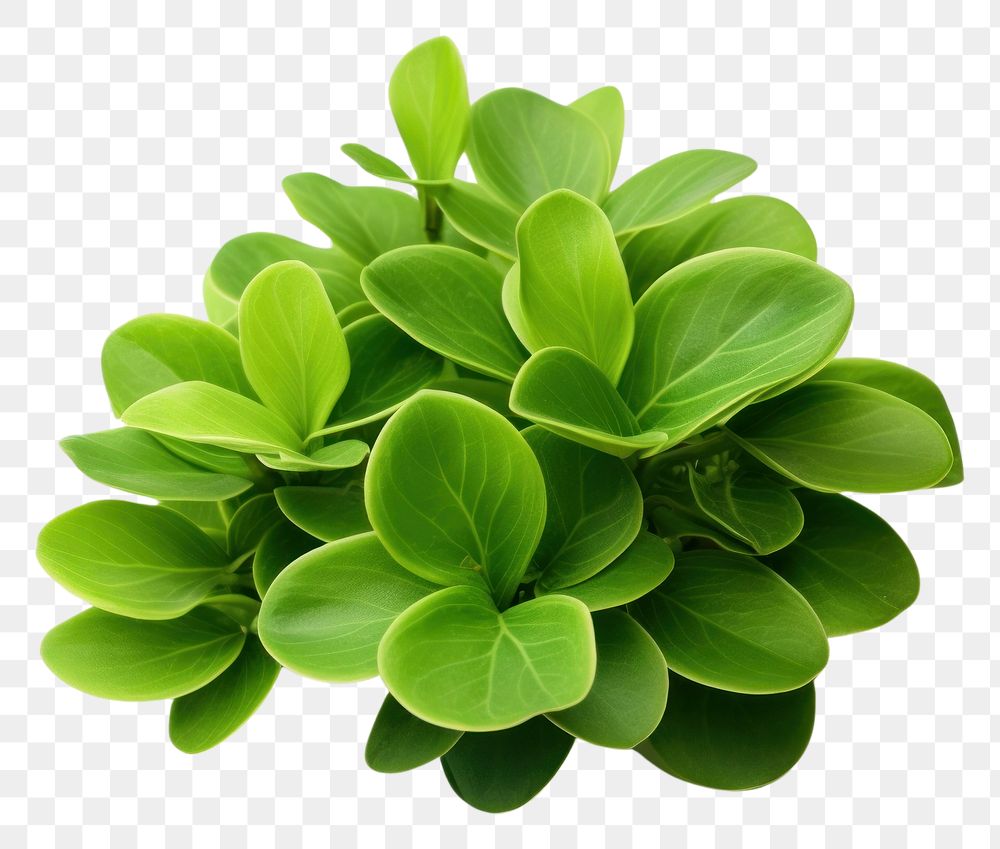 PNG  Hawaiian ti plant green herbs leaf.