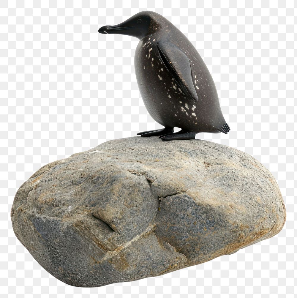 PNG  Rock heavy element Penguin shape animal bird white background.