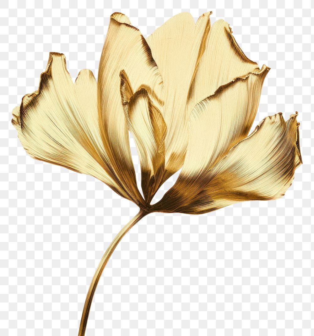 PNG  Tulip flower petal plant white. AI generated Image by rawpixel.