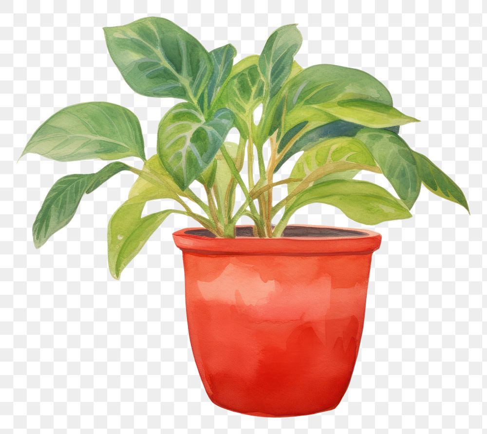 PNG Potted plant leaf houseplant terracotta.