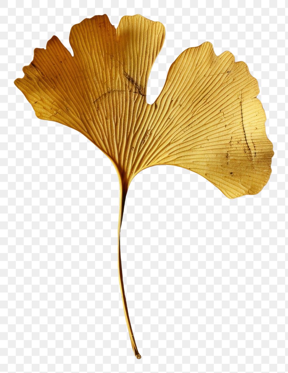 PNG Real Pressed a Ginkgo Leaf leaf textured plant.