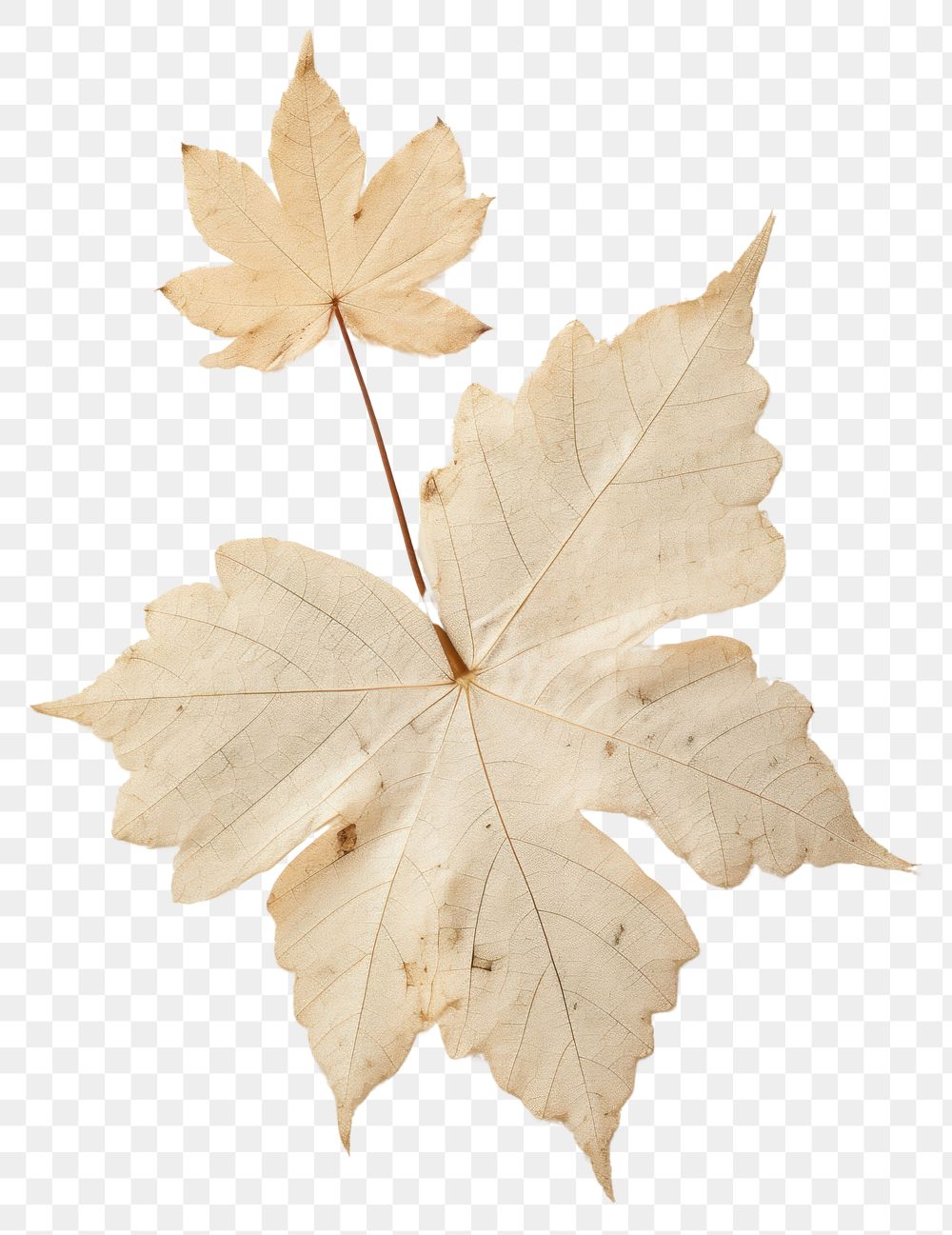PNG Real Pressed a Ivy leaf maple plant tree.