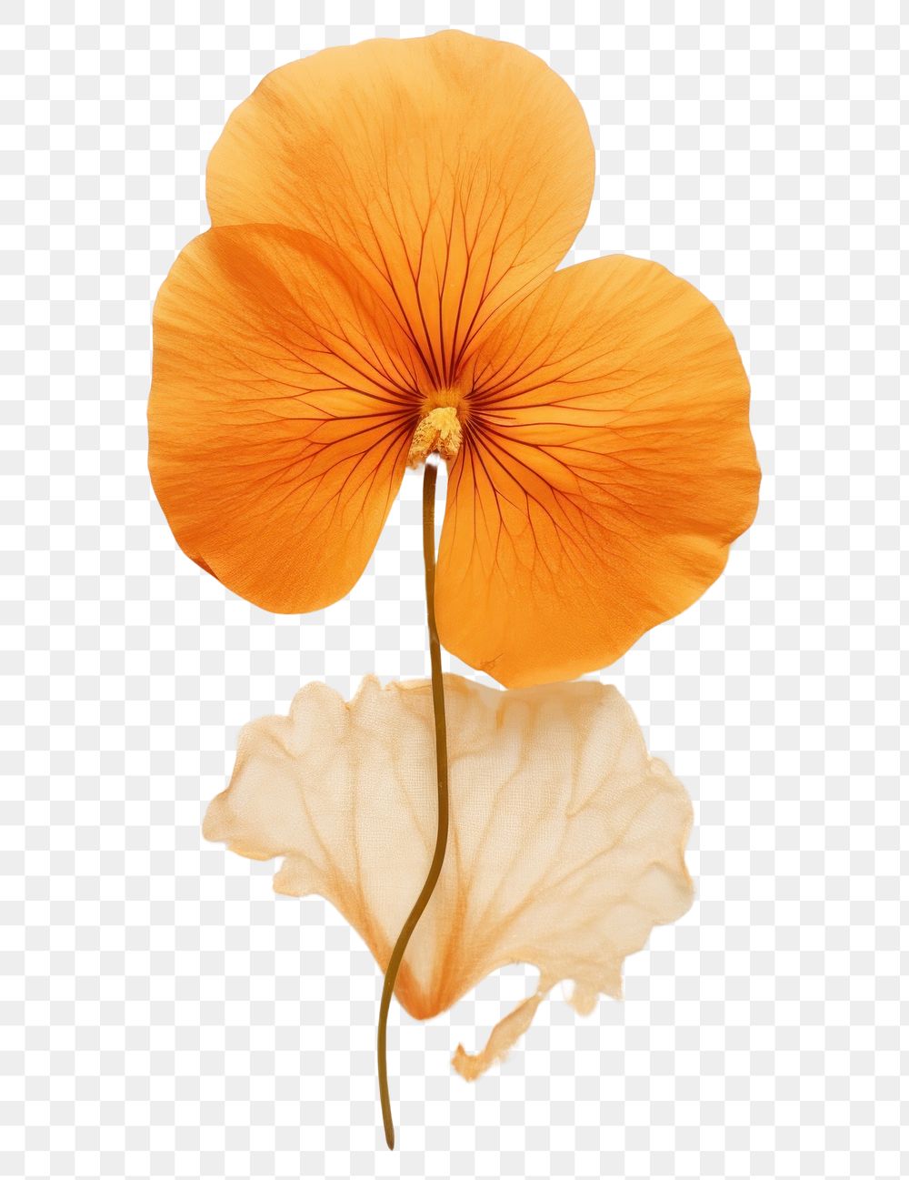 PNG Orange pansy flower petal plant.