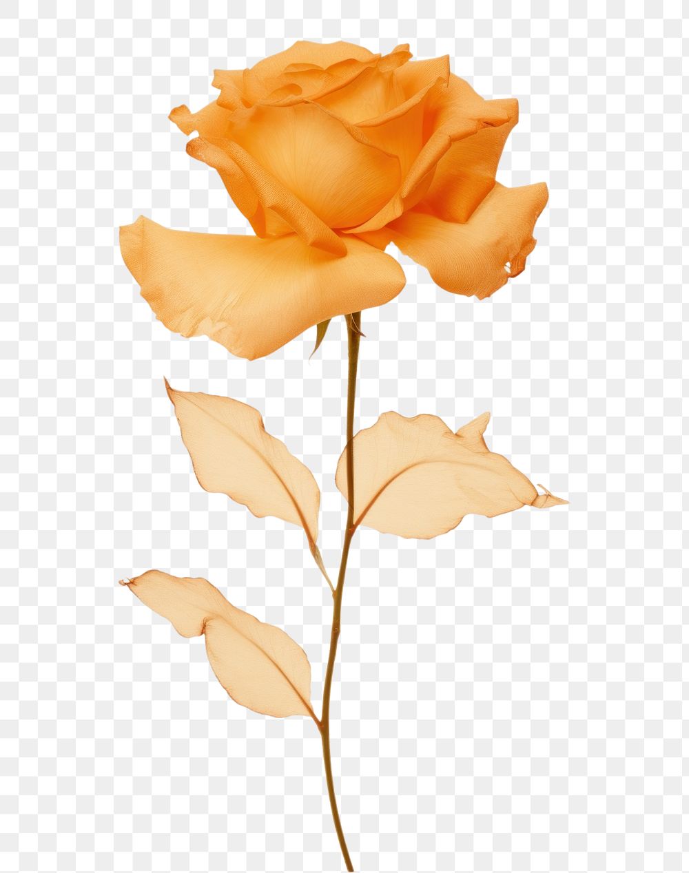 PNG Orange rosa flower petal plant.