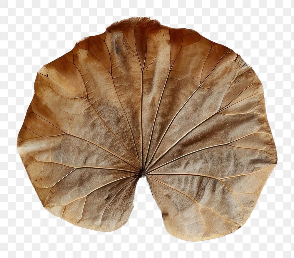 PNG Real Pressed a Lotus Leaf leaf textured wood.