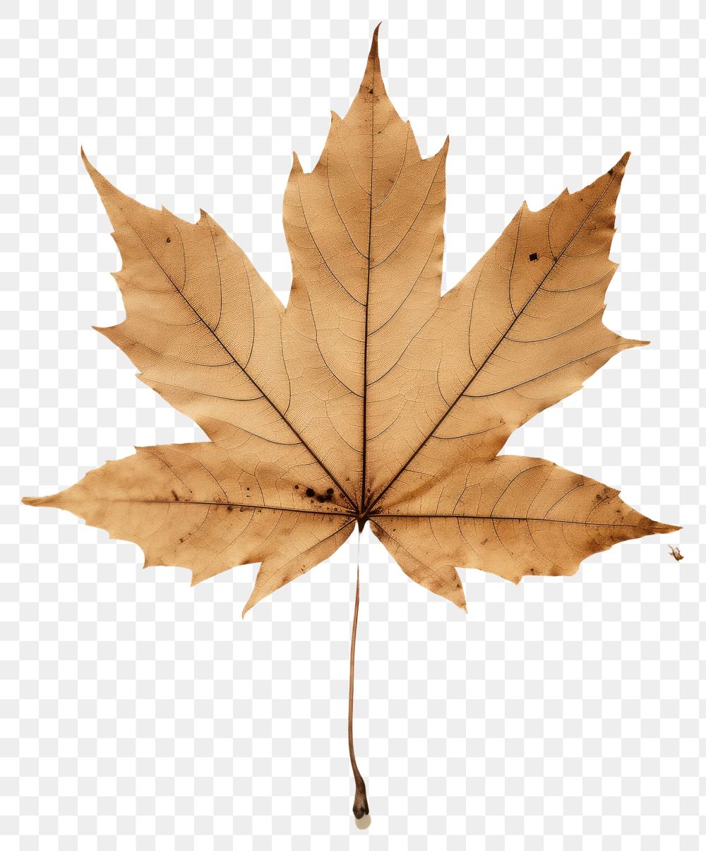 PNG Maple leaf backgrounds textured plant.
