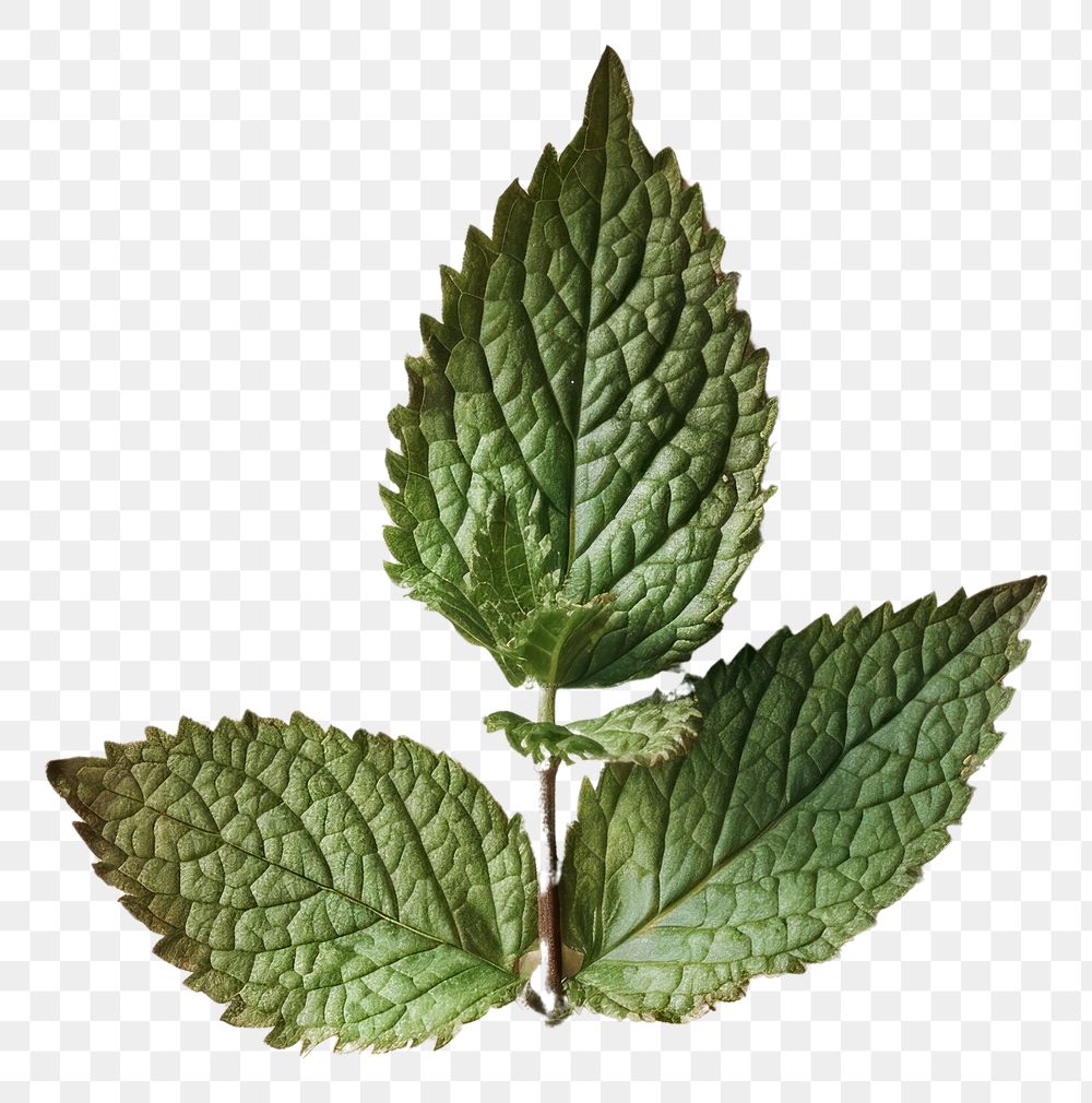 PNG Real Pressed a Mint Leaf herbs leaf plant.