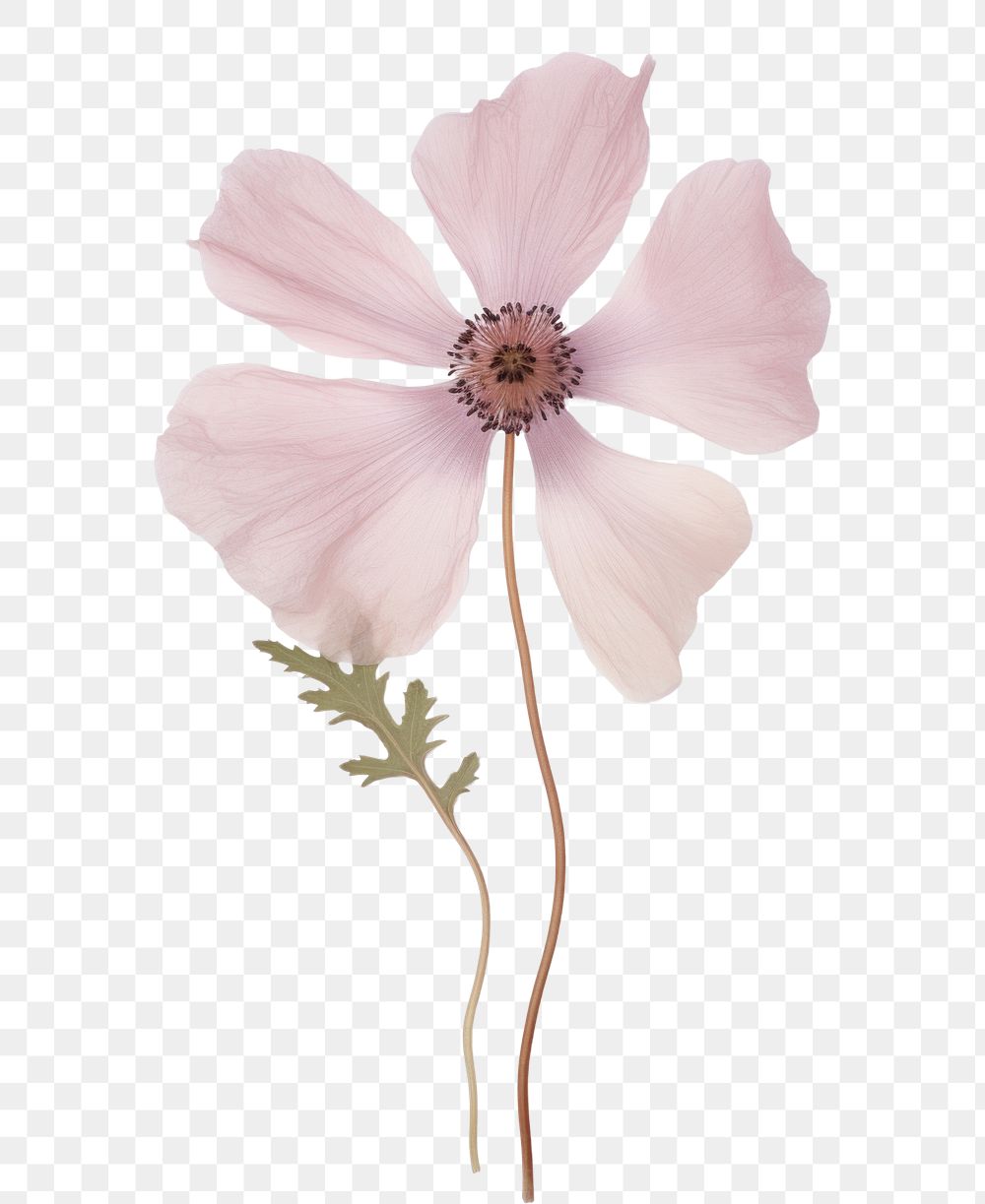 PNG Pink anemone flower petal plant.