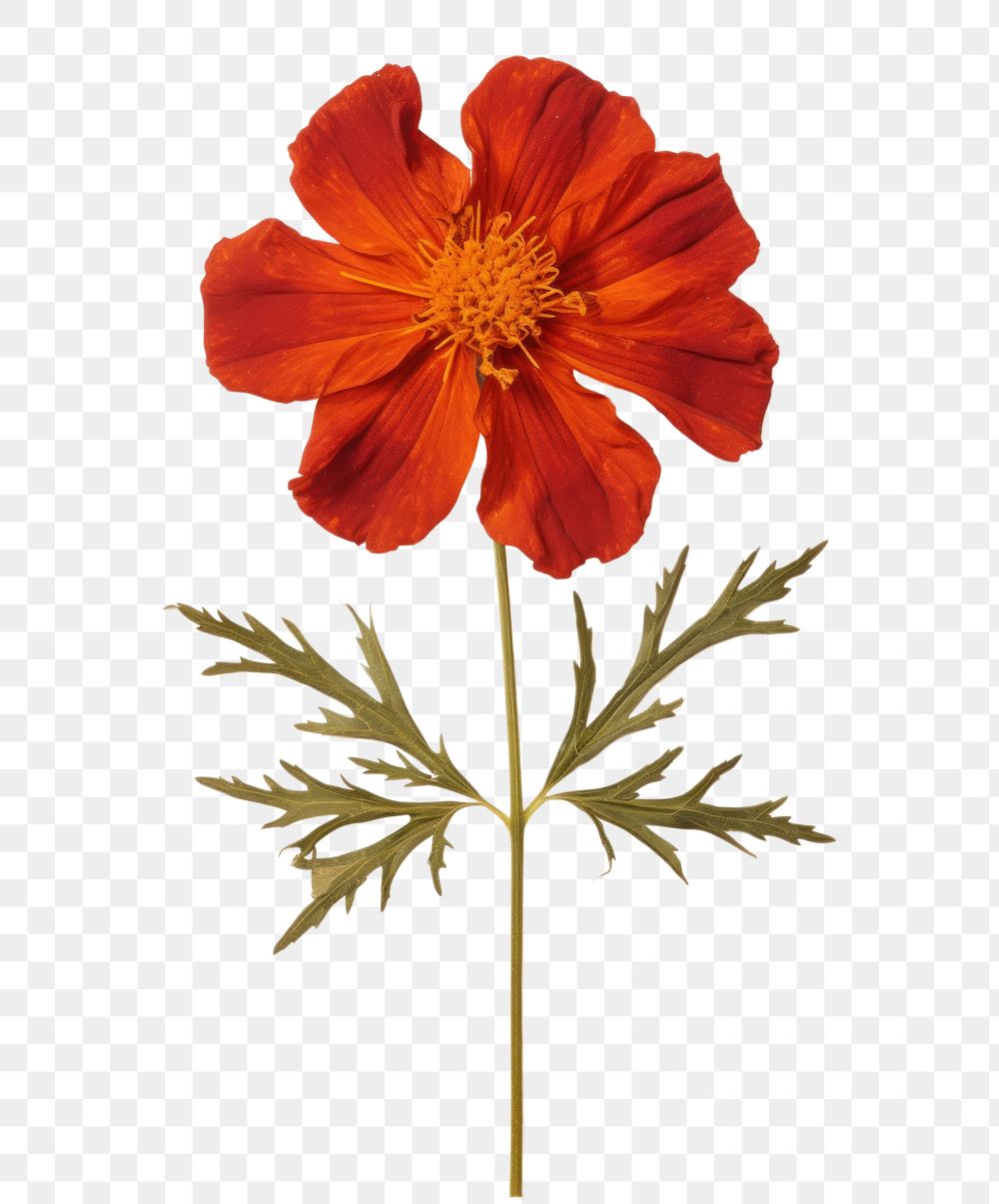 PNG Real Pressed a red marigold flower petal plant.