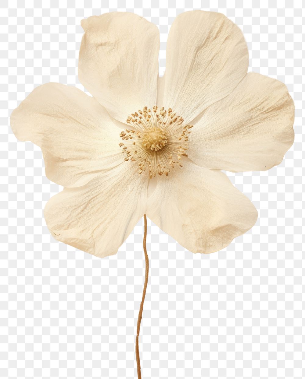 PNG White anemone flower petal plant.