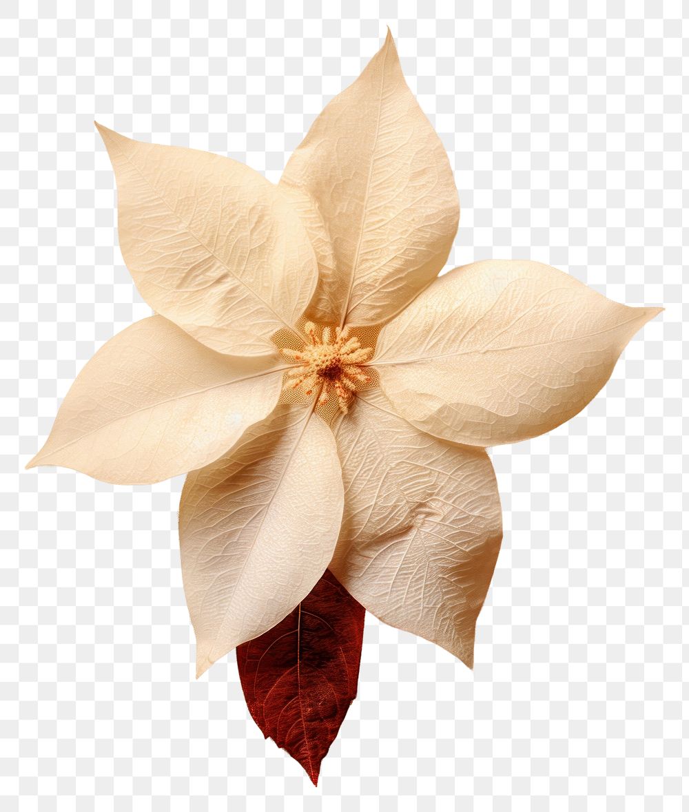 PNG White Poinsettia flower petal plant.