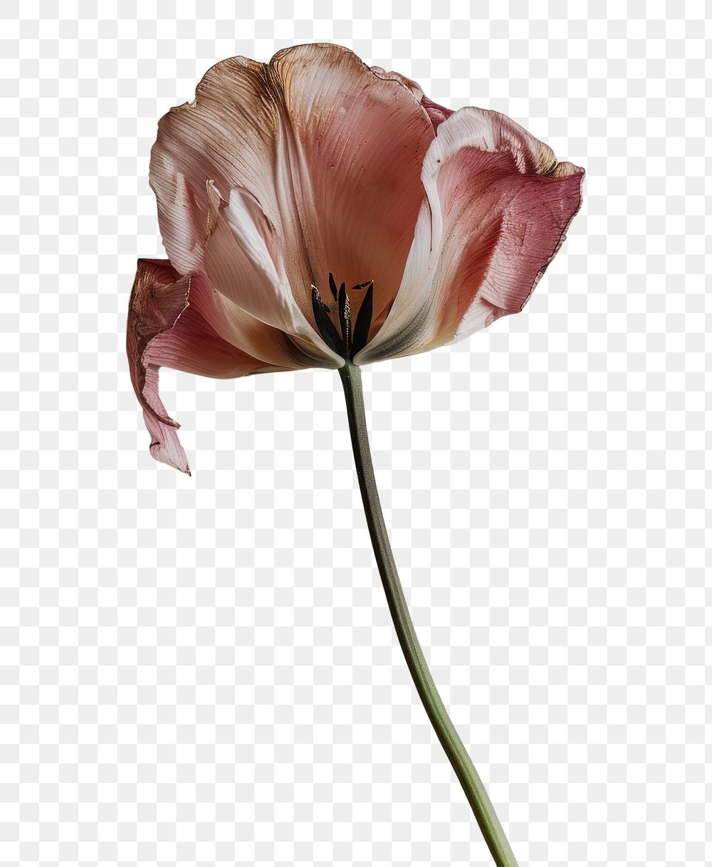 PNG Real Pressed a Tulip flower petal plant.