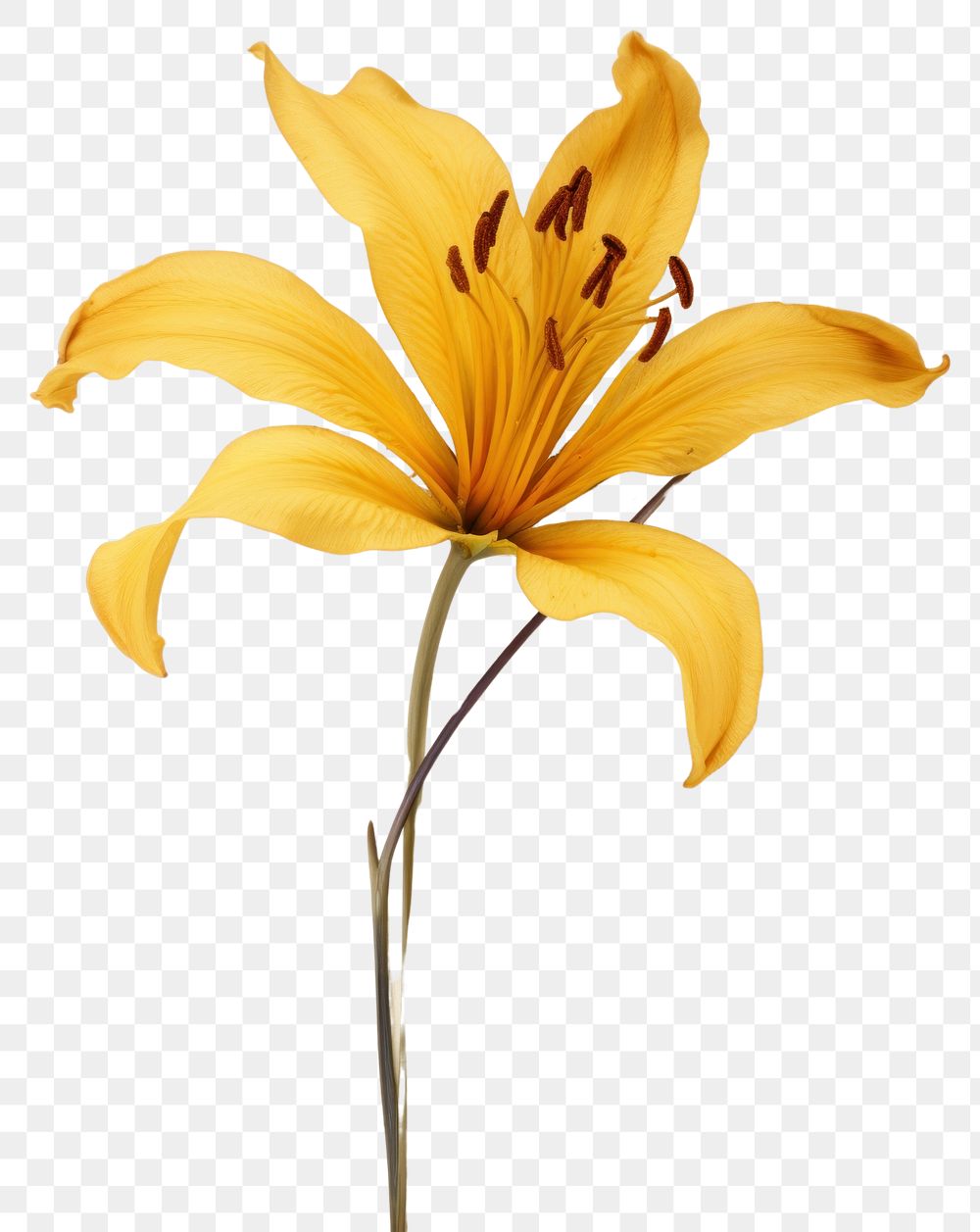 PNG Real Pressed a yellow Lily flower lily petal.