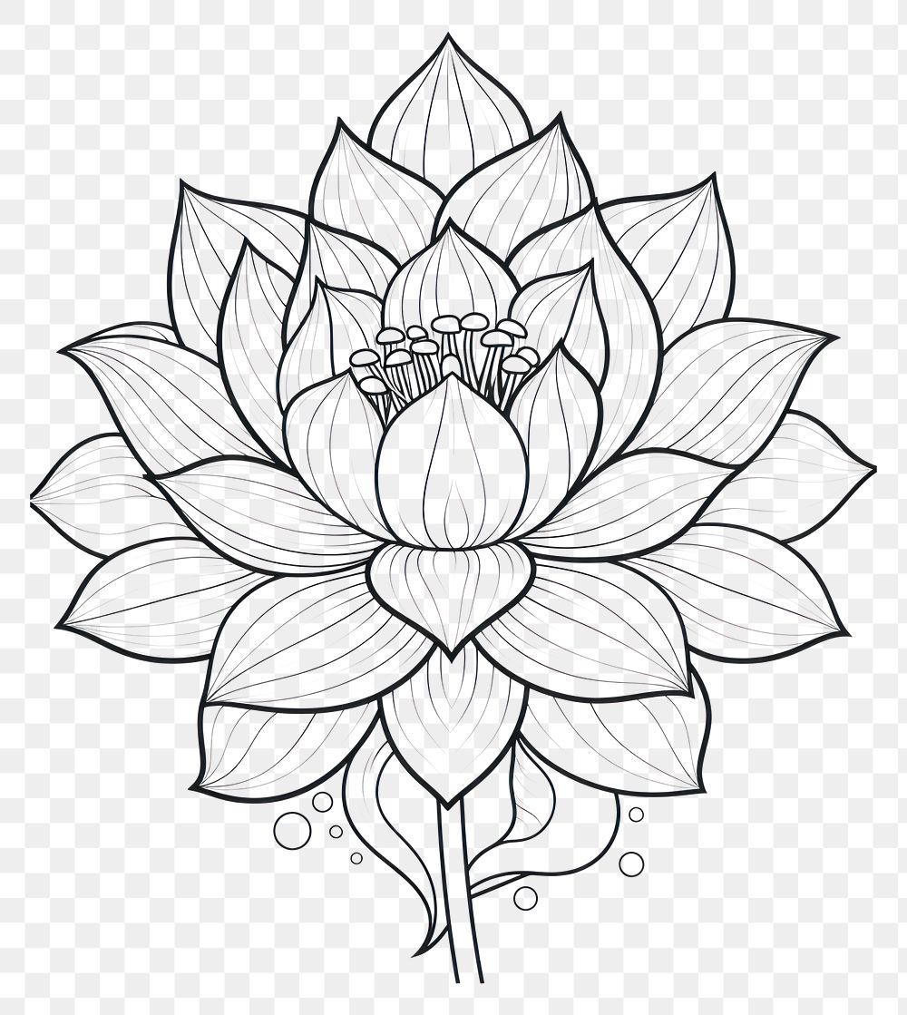 PNG Lotus sketch drawing flower