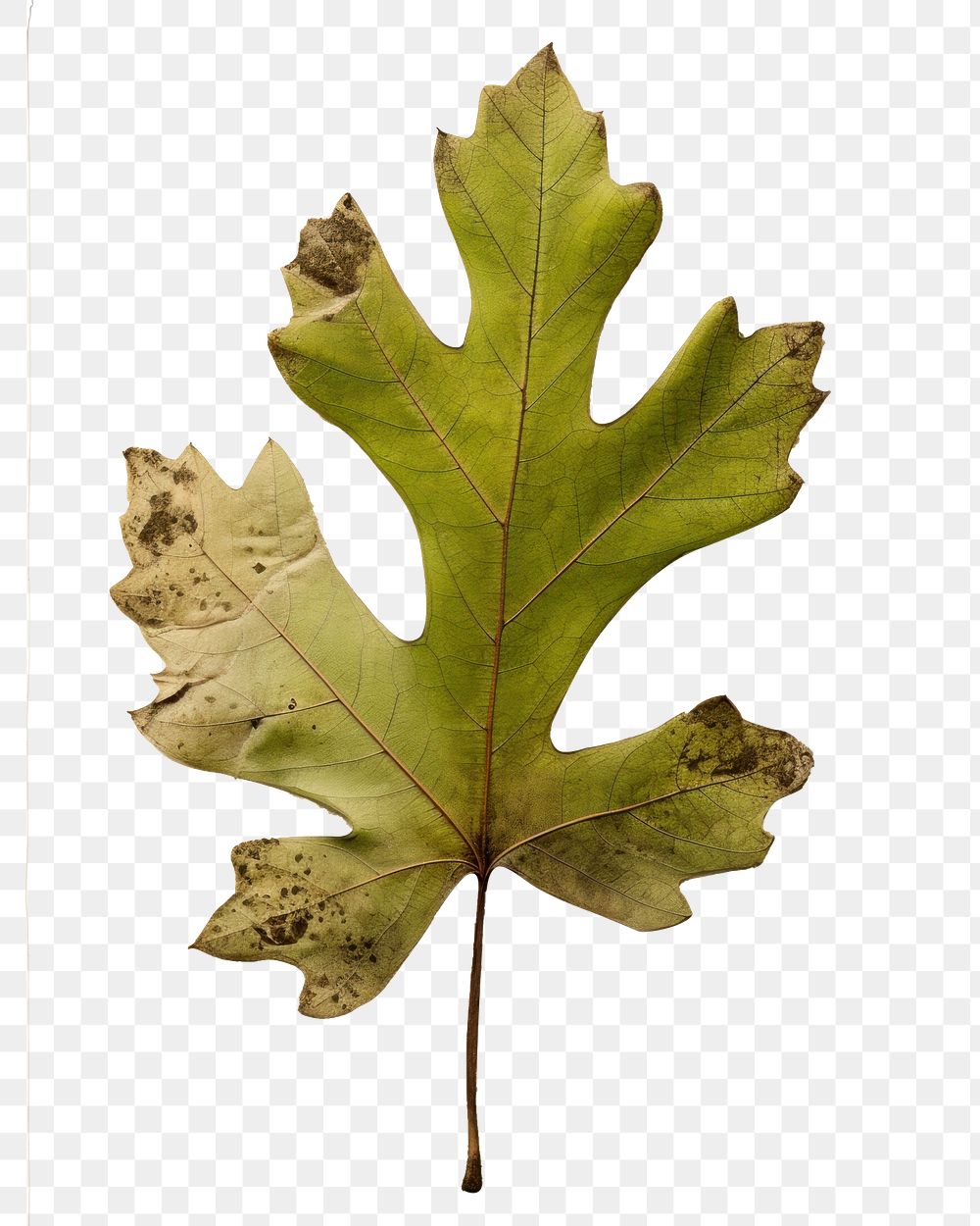 PNG Pressed a green Oak leaf plant paper tree.