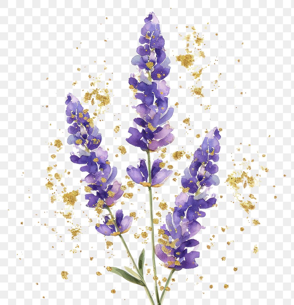 PNG  Watercolor purple lavender with gold glitter outline sketch blossom flower plant.