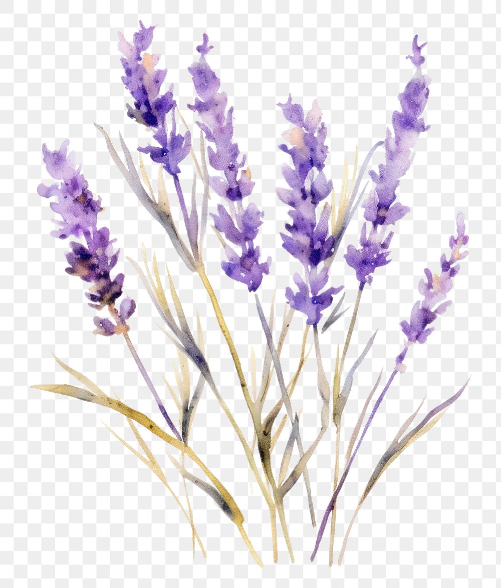 PNG  Watercolor purple lavender painting with gold glitter outline sketch blossom flower plant.