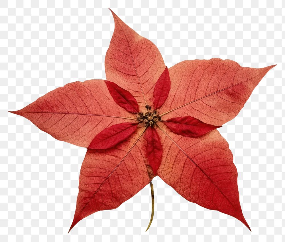 PNG  Real Pressed a Poinsettia flower plant paper.