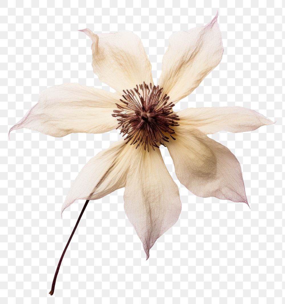PNG  Dried clematis flower petal plant inflorescence.