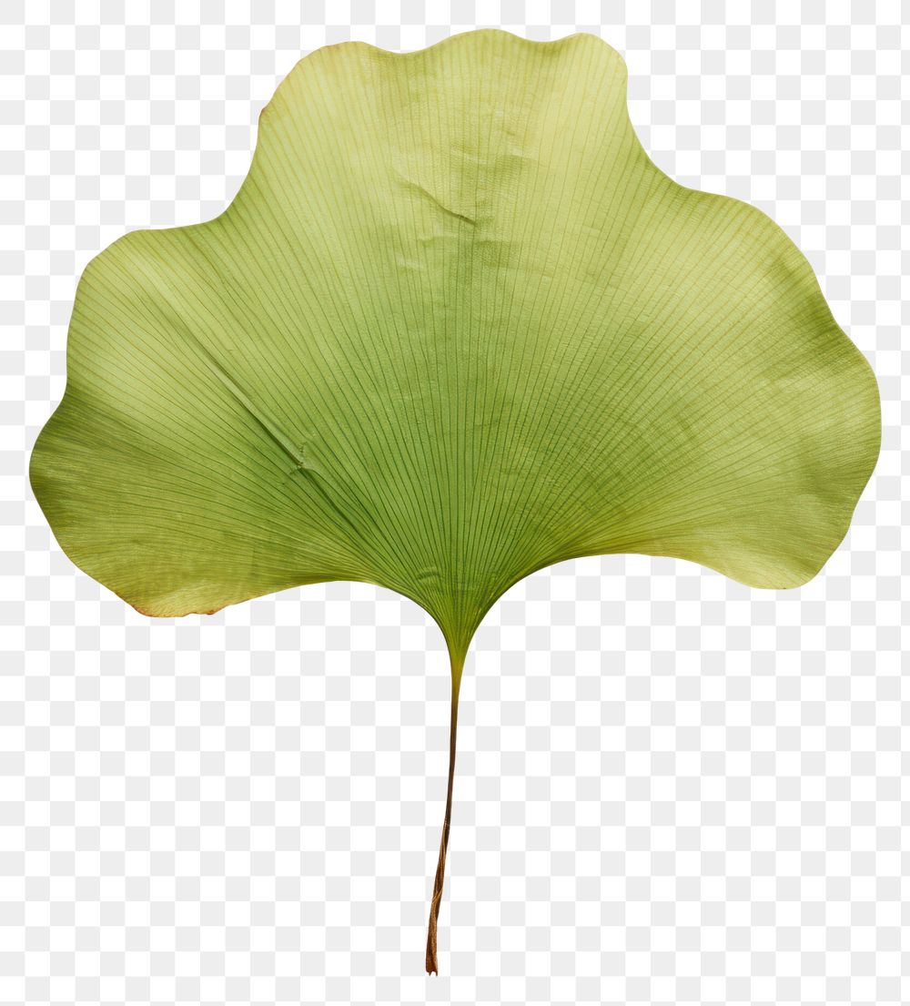 PNG  Dried green ginkgo leaf flower plant freshness.