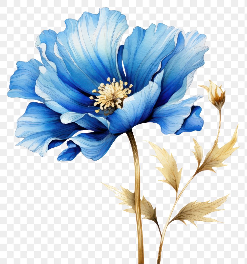 PNG  Blue flower watercolor and golden line art petal plant inflorescence.