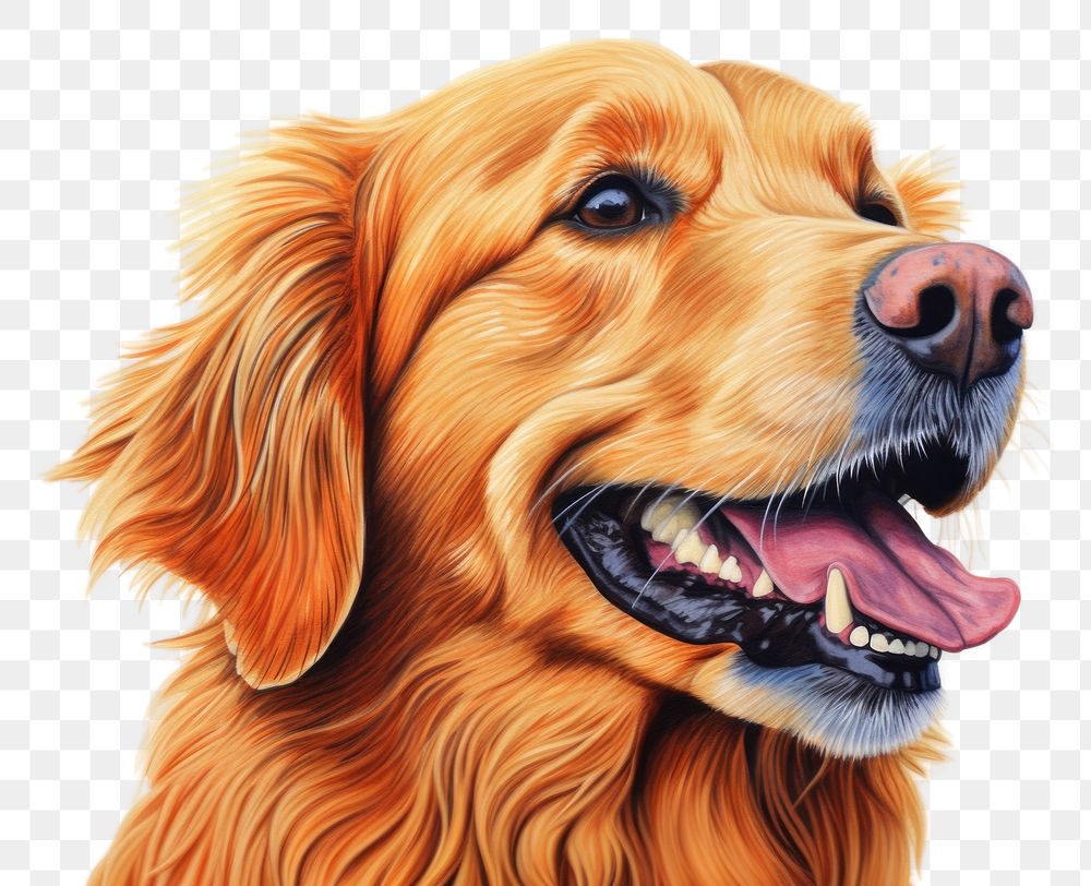 PNG  Golden retriever mammal animal dog. AI generated Image by rawpixel.