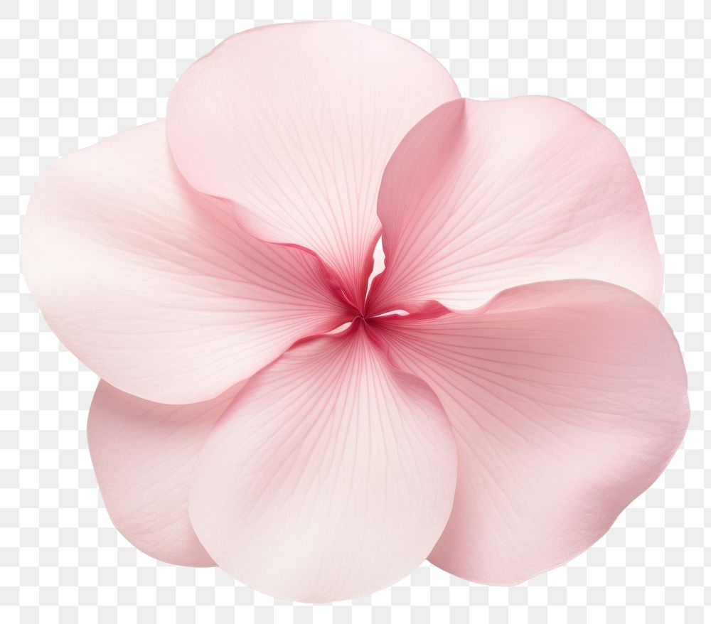 PNG  Flat pink petal flower plant white background.