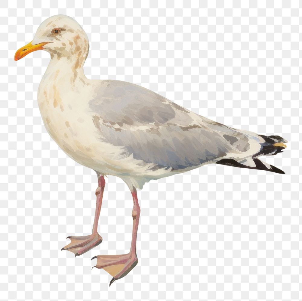 PNG Seagull standing on the rock near the beach outdoors painting drawing. AI generated Image by rawpixel.