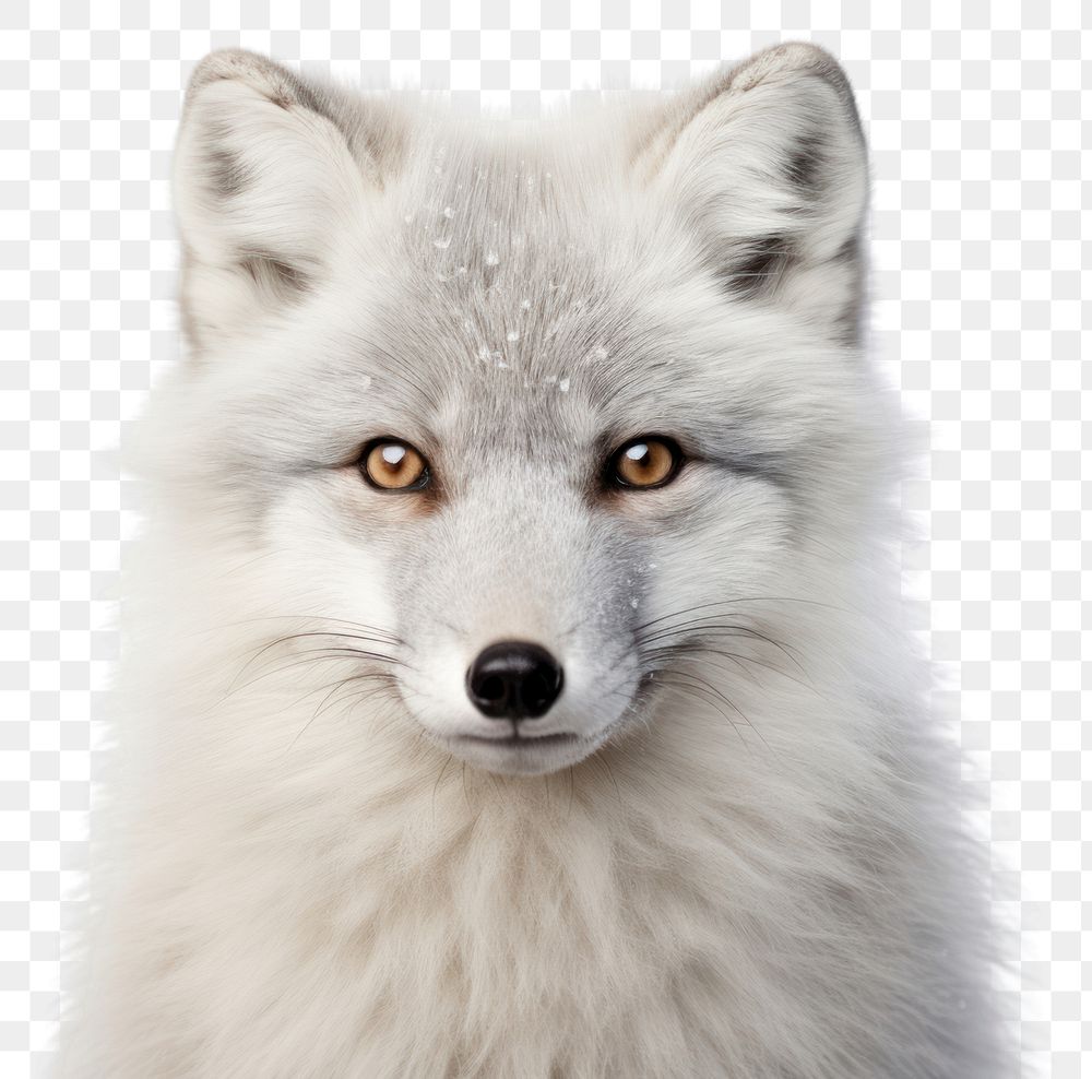 PNG  Arctic Fox fox wildlife portrait.