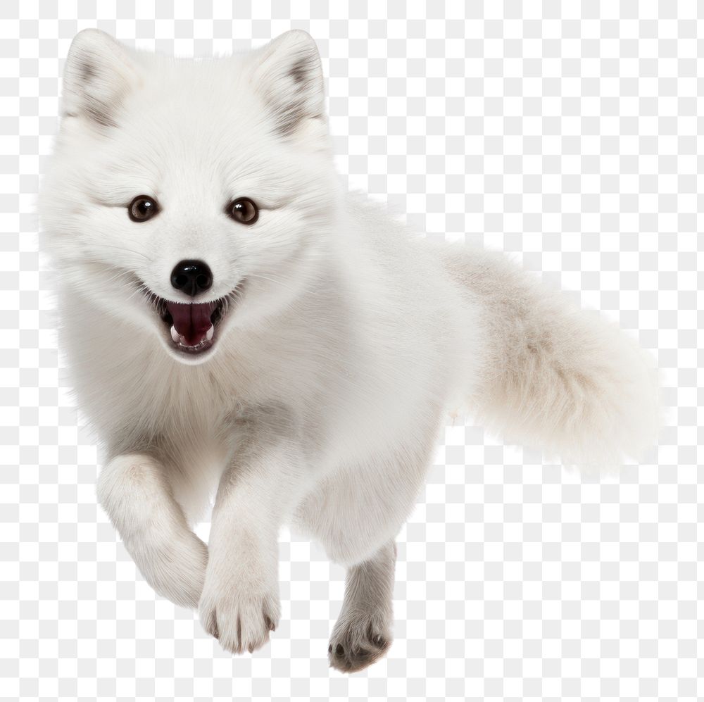 PNG  Arctic fox mammal animal white.