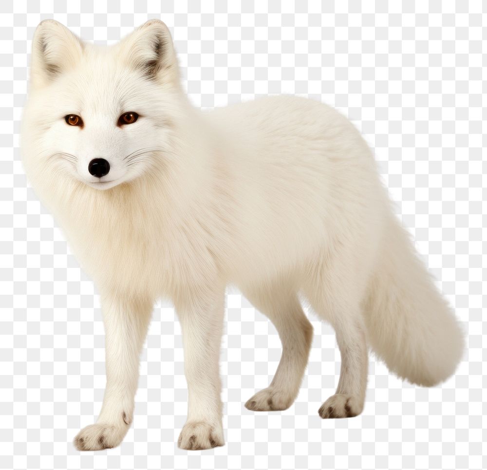 PNG  Arctic fox wildlife mammal animal.
