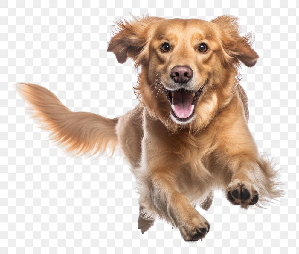 PNG  Smiling golden retriever jumping mammal animal. AI generated Image by rawpixel.