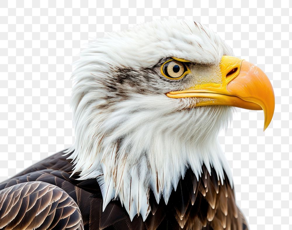 PNG  American bald eagle portrait animal beak.