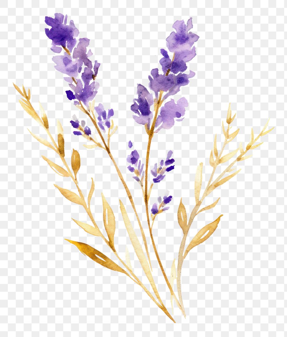 PNG  Purple watercolor and golden glitter outline stroke lavender flower plant inflorescence fragility.