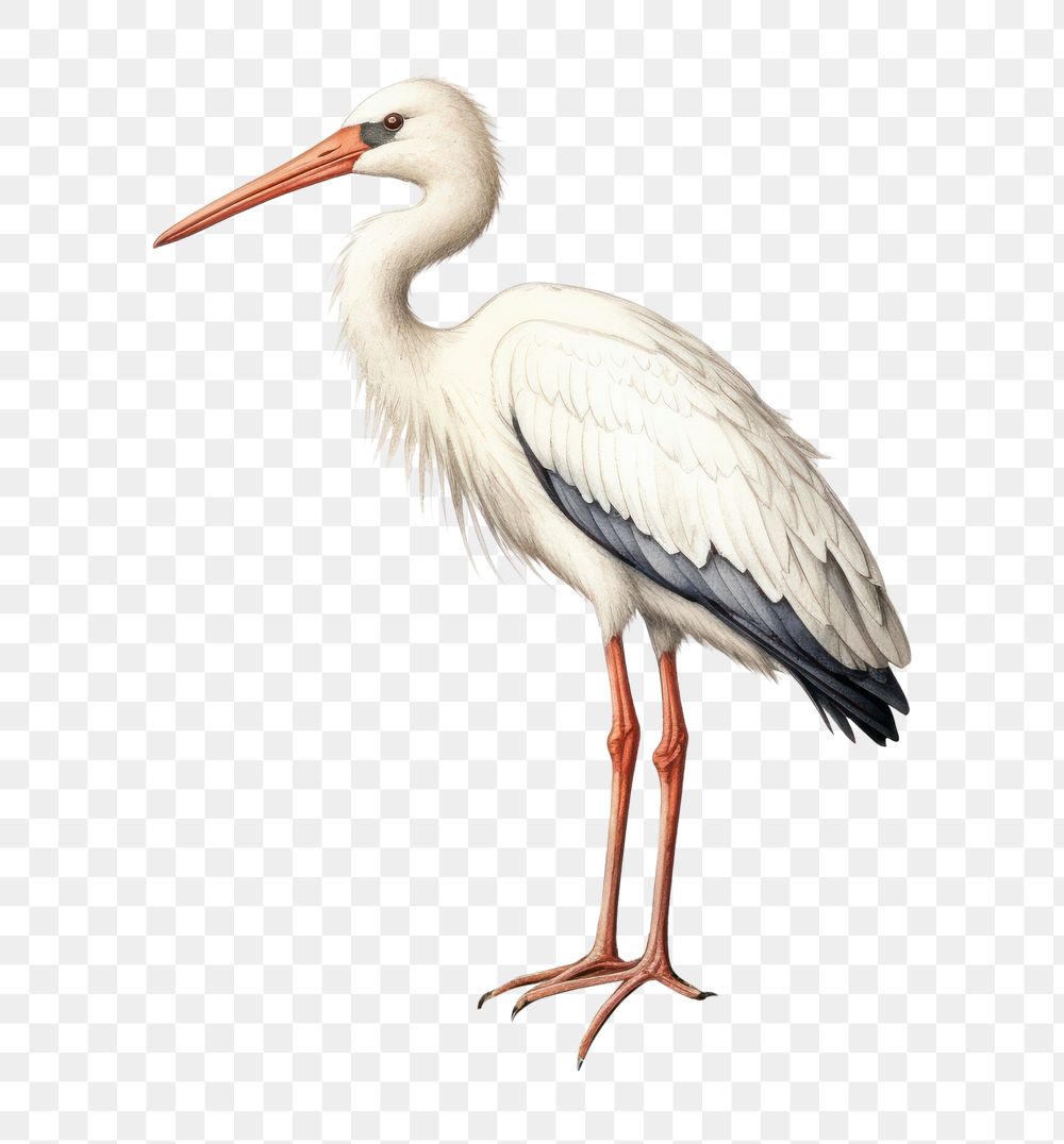 PNG  Stork animal bird ciconiiformes.